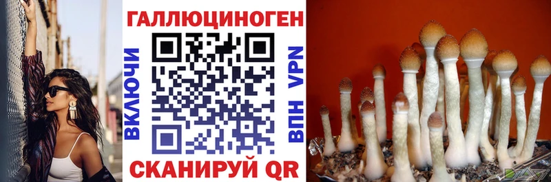 Галлюциногенные грибы Cubensis  хочу наркоту  Тайшет 