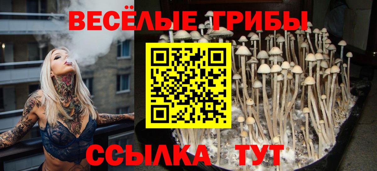 Псилоцибиновые грибы Psilocybine cubensis  Тайшет 