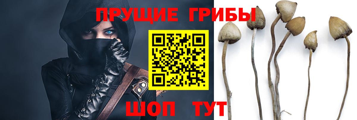 Псилоцибиновые грибы Psilocybe Тайшет